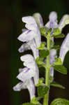 Hairy skullcap